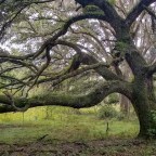 In the Realm of Giants: The Pruitt Trail, Florida